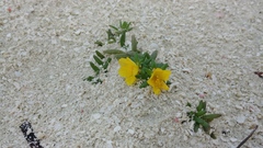 Portulaca rubricaulis