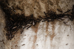 Camponotus mirabilis