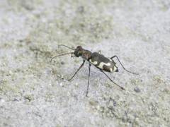 Cicindela willistoni