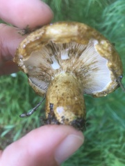 Lactarius olivaceoumbrinus