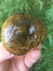 Lactarius olivaceoumbrinus