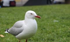 Chroicocephalus novaehollandiae