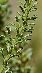 Psoralea aculeata