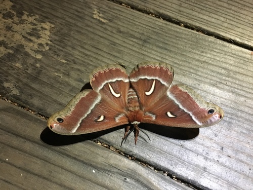iNaturalist observation photo of Ceanothus Silk Moth