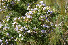 Psoralea aculeata