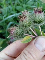 Arctium × ambiguum