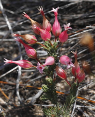 Erica junonia minor