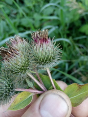 Arctium × ambiguum