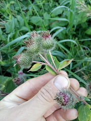 Arctium × ambiguum