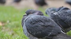 Columba livia domestica