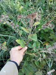 Arctium × ambiguum