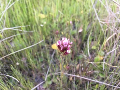 Castilleja densiflora