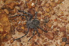 Palystes martinfilmeri