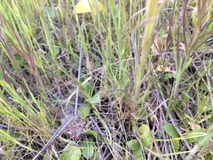 Castilleja densiflora