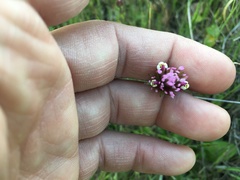 Castilleja densiflora