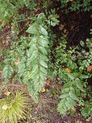 Spiraea flexuosa