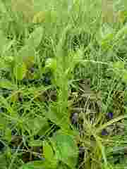 Brachycorythis ovata ovata