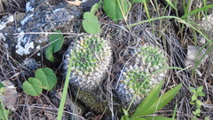 Mammillaria karwinskiana karwinskiana