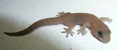 Pachydactylus affinis