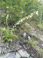 Campanula alliariifolia