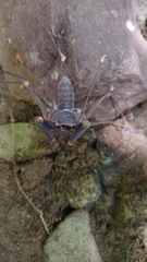 Acanthophrynus coronatus