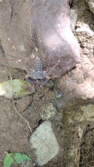 Acanthophrynus coronatus