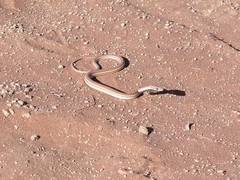 Psammophis leightoni
