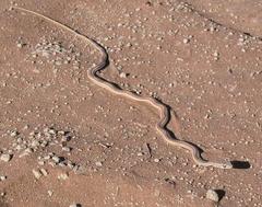 Psammophis leightoni