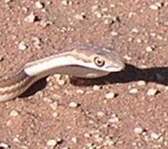 Psammophis leightoni