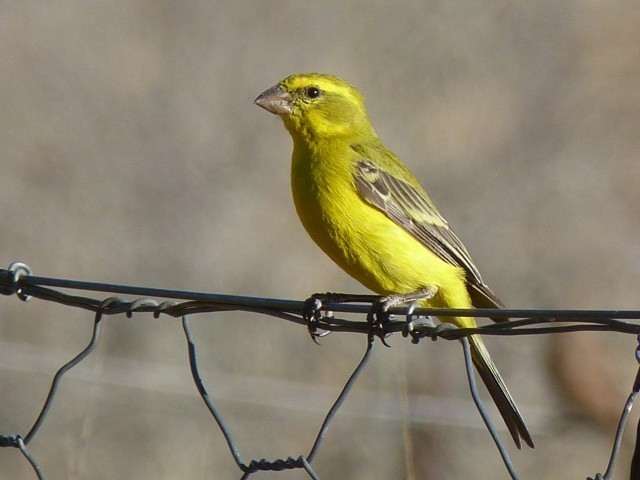 African Seedeaters, Serins, Canaries, and Citrils