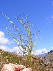 Psoralea implexa