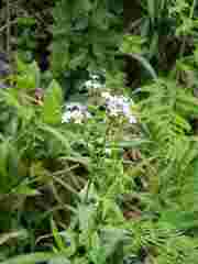 Conostomium natalense