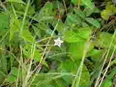 Convolvulus farinosus