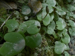 Corybas hatchii