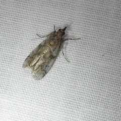 Laetilia dilatifasciella