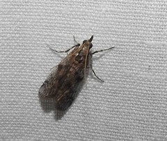 Laetilia dilatifasciella