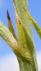 Psoralea implexa