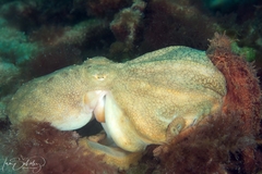 Octopus pallidus