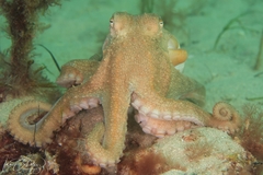 Octopus pallidus