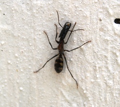 Camponotus mirabilis