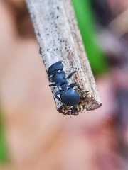 Cataulacus latissimus