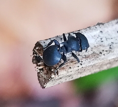 Cataulacus latissimus