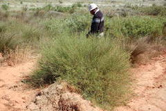 Psoralea glaucescens