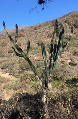 Cereus forbesii