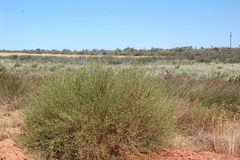 Psoralea glaucescens