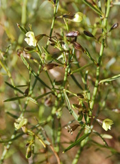 Psoralea glaucescens