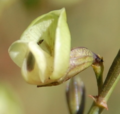 Psoralea glaucescens