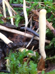 Clavariadelphus ligula