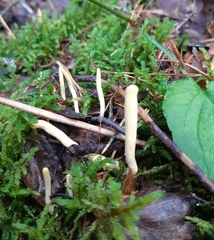 Clavariadelphus ligula