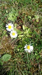 Bellis perennis